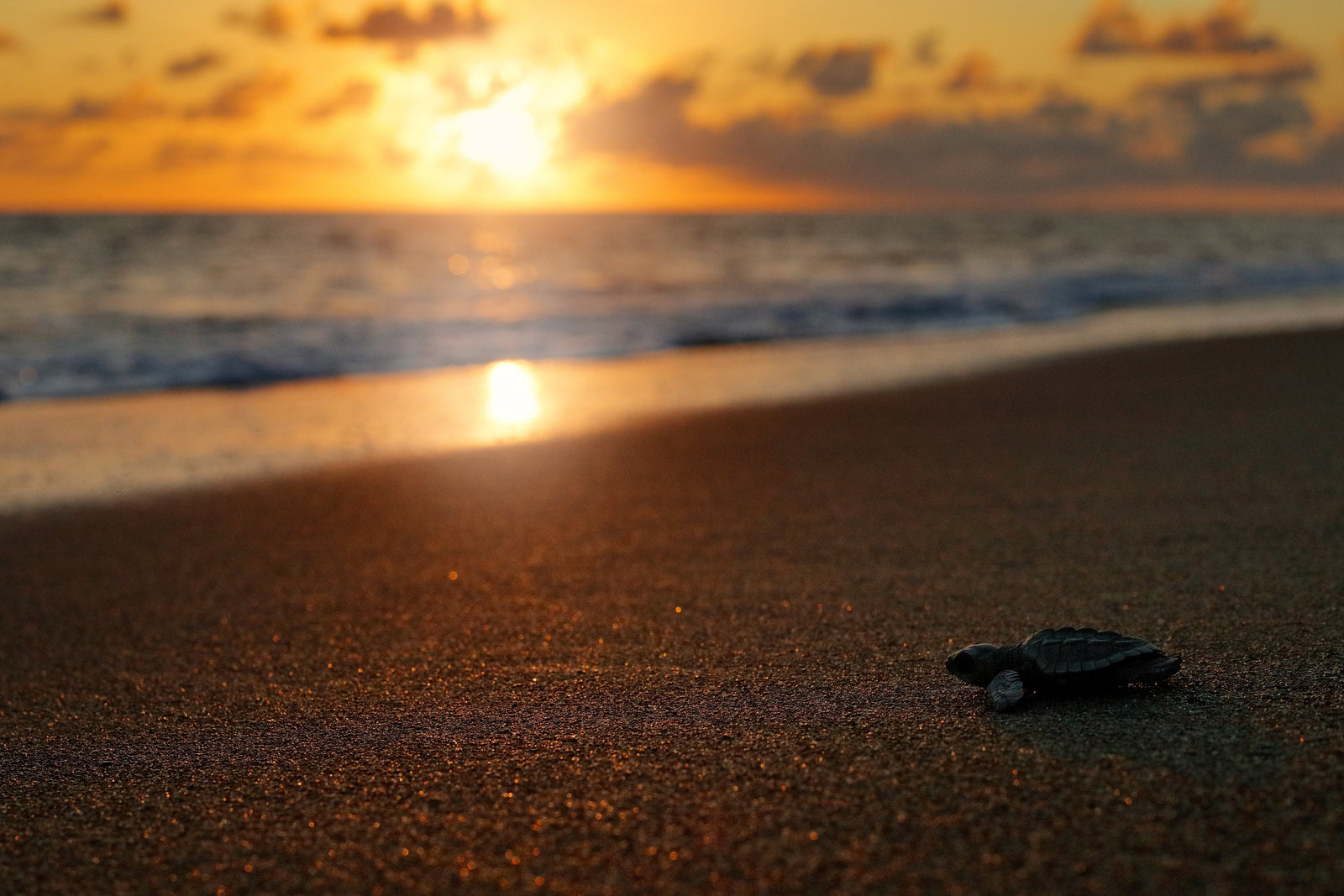 Wildlife-Friendly Lighting: Protecting Sea Turtles with DRSA’s Amber Bullet Light LED